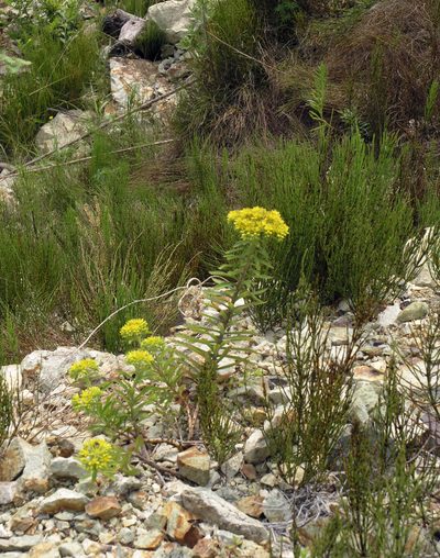 Phedimus selskianus, photographed by Oleg Kosterin