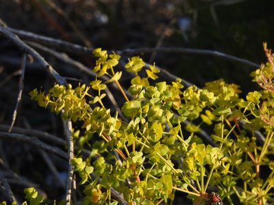 Euphorbia segetalis, photographed by Duarte Frade