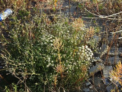 Seseli tortuosum, photographed by Duarte Frade