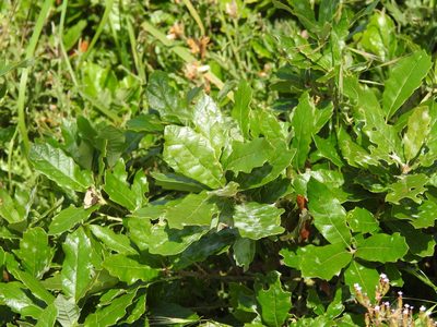 Quercus lusitanica, photographed by Duarte Frade