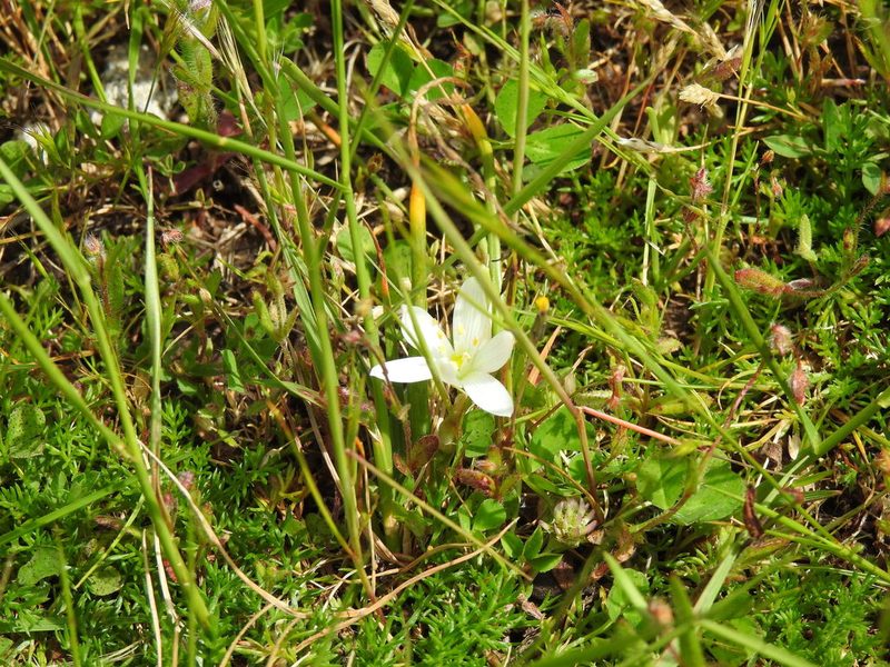 Cathissa unifolia, photographed by Duarte Frade