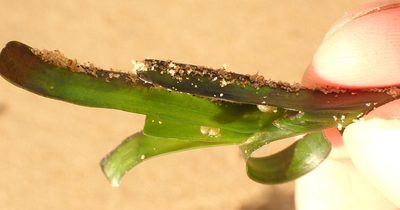 Amphibolis antarctica, photographed by Peter Crowcroft