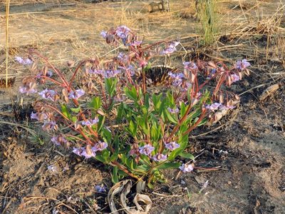 Trichodesma ambacense, photographed by i_c_riddell