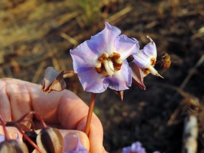 Trichodesma ambacense, photographed by i_c_riddell