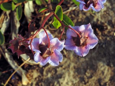 Trichodesma ambacense, photographed by i_c_riddell