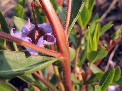 Trichodesma ambacense, photographed by i_c_riddell