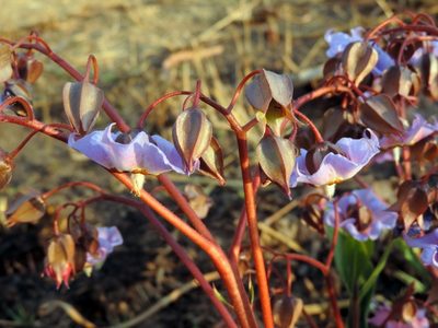 Trichodesma ambacense, photographed by i_c_riddell