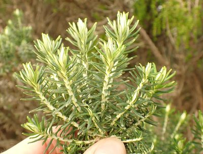 Ozothamnus turbinatus, photographed by Peter Crowcroft