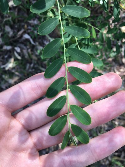 Phyllanthus gunnii, photographed by Thomas Mesaglio