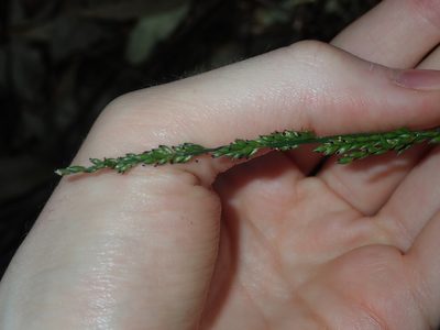 Entolasia marginata, photographed by Thomas Mesaglio