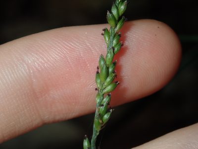 Entolasia marginata, photographed by Thomas Mesaglio