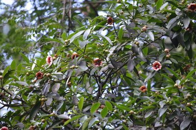 Clusia lanceolata, photographed by B. Phalan