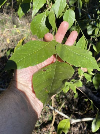 Micromelum minutum, photographed by Greg Tasney