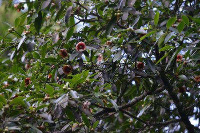 Clusia lanceolata, photographed by B. Phalan