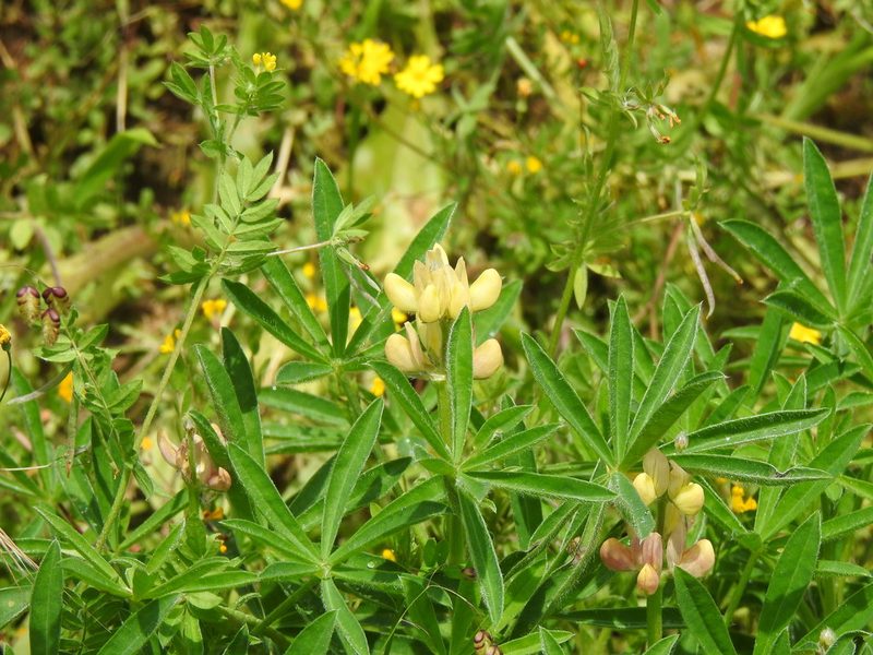 Lupinus gredensis, photographed by Duarte Frade
