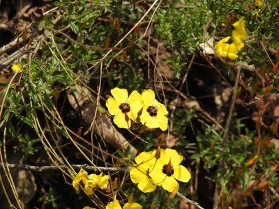 Cistus ocymoides, photographed by Duarte Frade