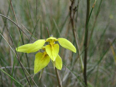 Diuris chryseopsis, photographed by Elspeth Swan