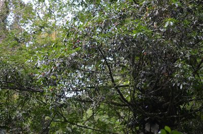 Clusia lanceolata, photographed by B. Phalan
