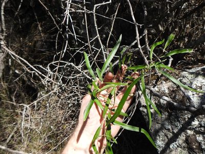 Notelaea microcarpa, photographed by Greg Tasney