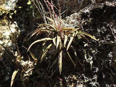 Sarcochilus ceciliae, photographed by Greg Tasney