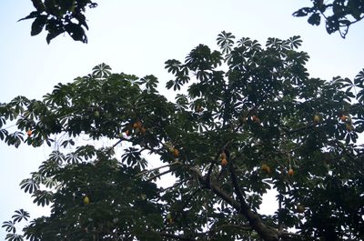 Jacaratia spinosa, photographed by B. Phalan