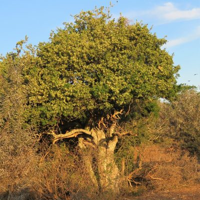 Boscia oleoides, photographed by Christiaan Viljoen