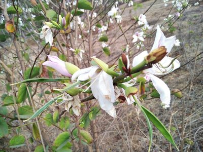 Bauhinia variegata, photographed by Jonathan Whitaker
