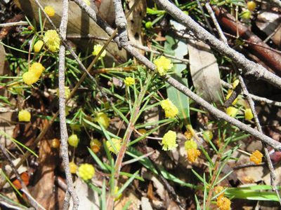 Acacia aculeatissima, photographed by Elspeth Swan