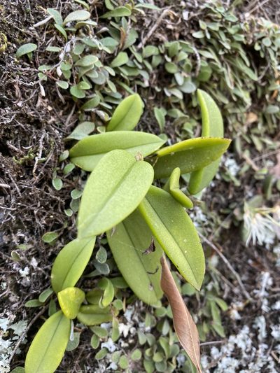 Bulbophyllum schillerianum, photographed by Greg Tasney