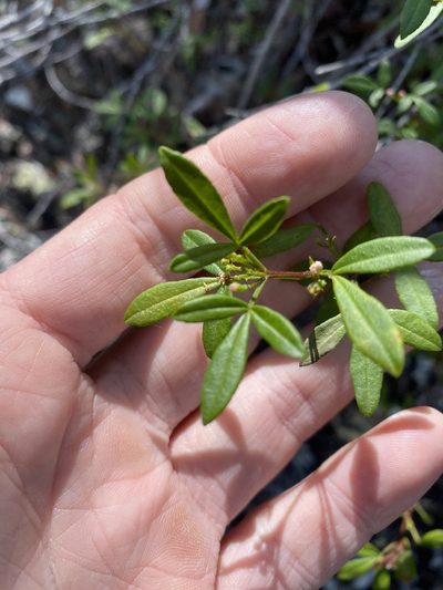 Zieria scopulus, photographed by Greg Tasney