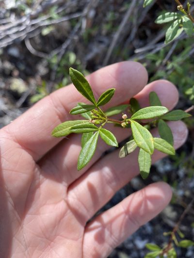 Zieria scopulus, photographed by Greg Tasney