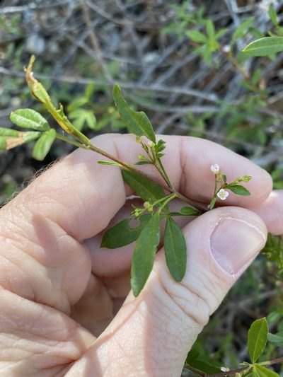 Zieria scopulus, photographed by Greg Tasney
