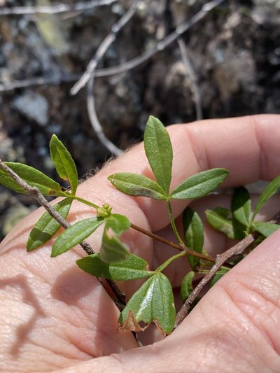 Zieria scopulus, photographed by Greg Tasney