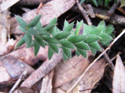 Acrotriche prostrata, photographed by Elspeth Swan