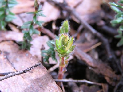 Acrotriche prostrata, photographed by Elspeth Swan