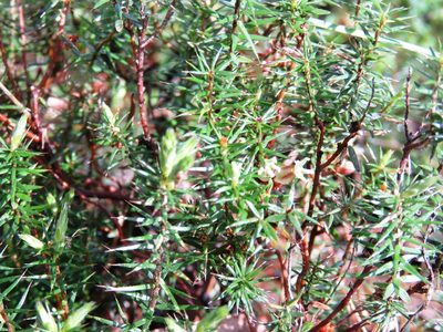 Acrotriche serrulata, photographed by Elspeth Swan