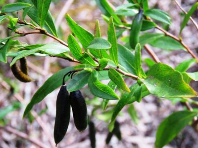 Billardiera fusiformis, photographed by Elspeth Swan