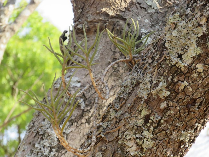 Tridactyle tridentata, photographed by Jonathan Whitaker