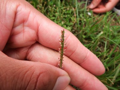 Eremochloa ophiuroides, photographed by 高山田鼠
