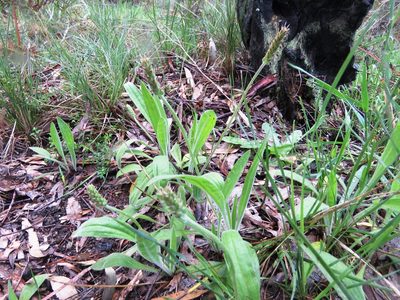 Plantago varia, photographed by Elspeth Swan
