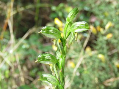 Pterostylis melagramma, photographed by Elspeth Swan