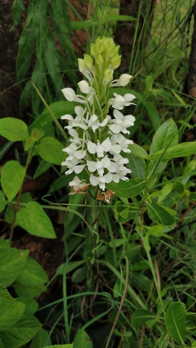 Habenaria roxburghii, photographed by Harsha Jayaramaiah