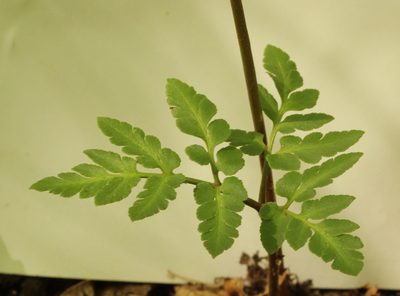 Sceptridium oneidense, photographed by Trix Niernberger