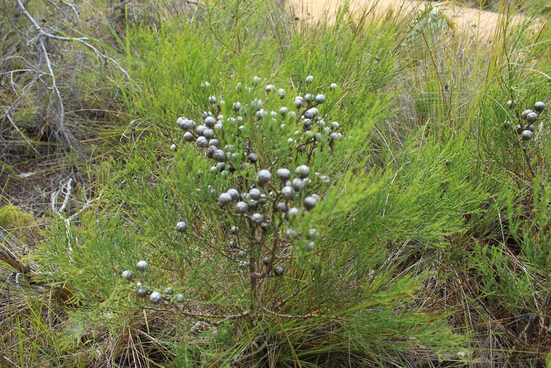 Callitris drummondii, photographed by Em Lamond