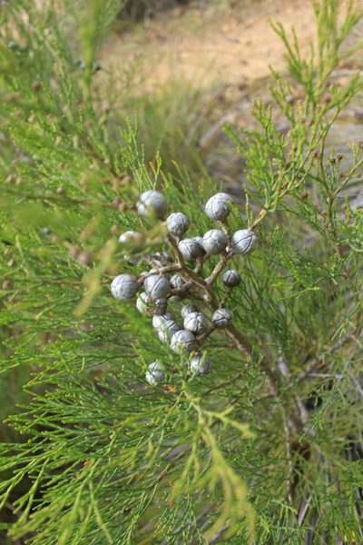 Callitris drummondii, photographed by Em Lamond