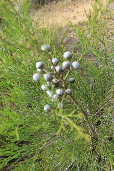 Callitris drummondii, photographed by Em Lamond