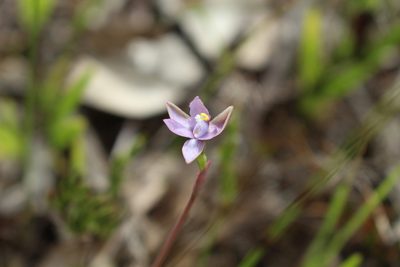 Thelymitra vulgaris, photographed by Em Lamond
