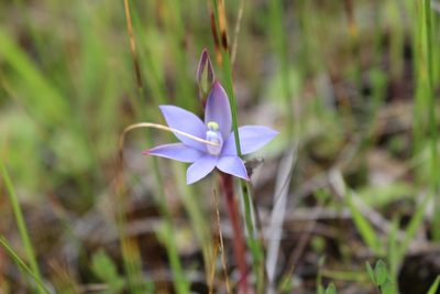 Thelymitra vulgaris, photographed by Em Lamond