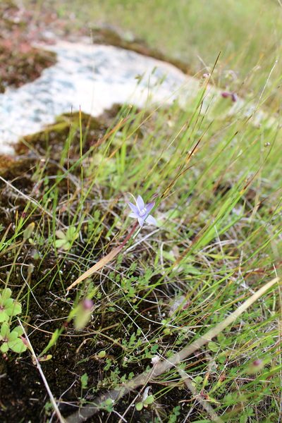 Thelymitra vulgaris, photographed by Em Lamond