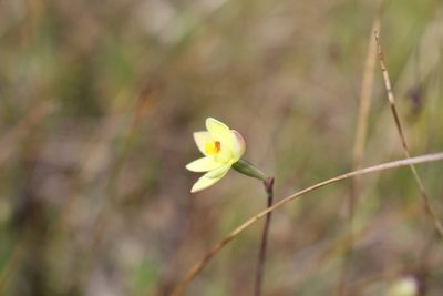 Thelymitra flexuosa, photographed by Em Lamond